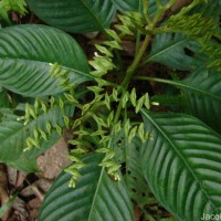 Ophiorrhiza mungos L.